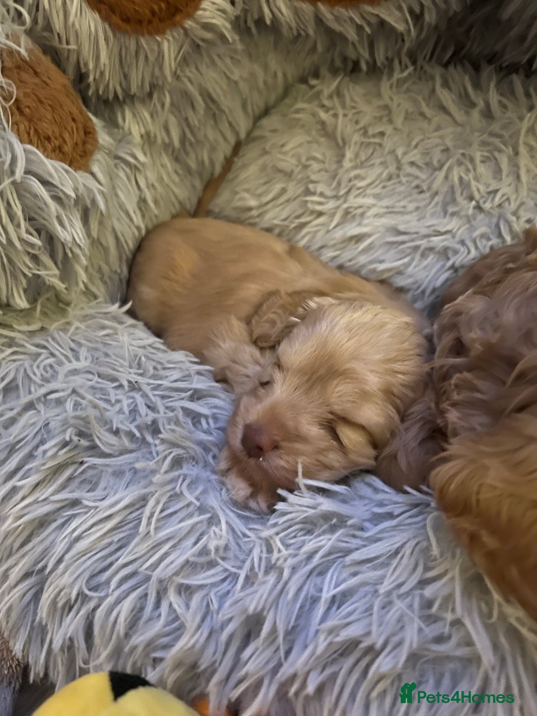 Cockapoo dogs for sale: Cockapoos for sale.  - Advert 32