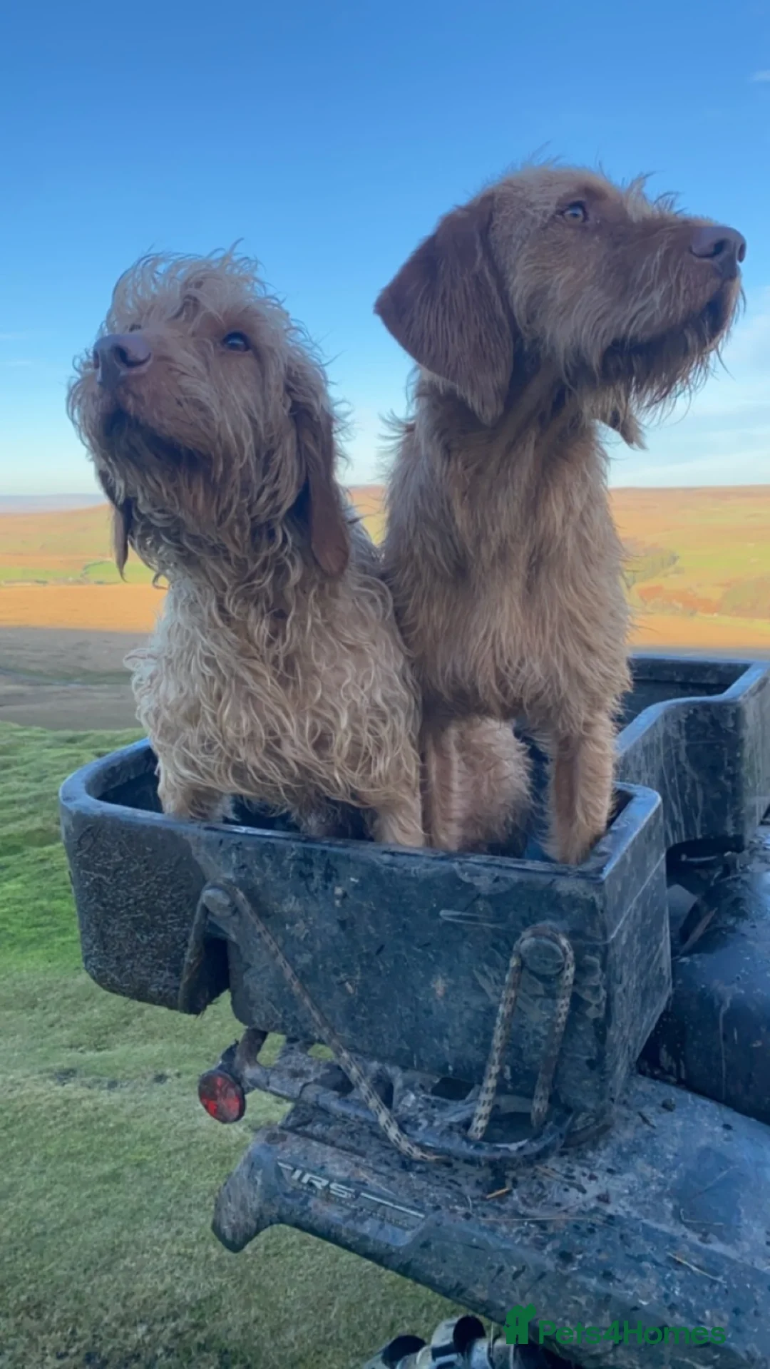Hungarian Vizsla dogs for sale: Working wirehaired vizsla puppies for sale  - Advert 2