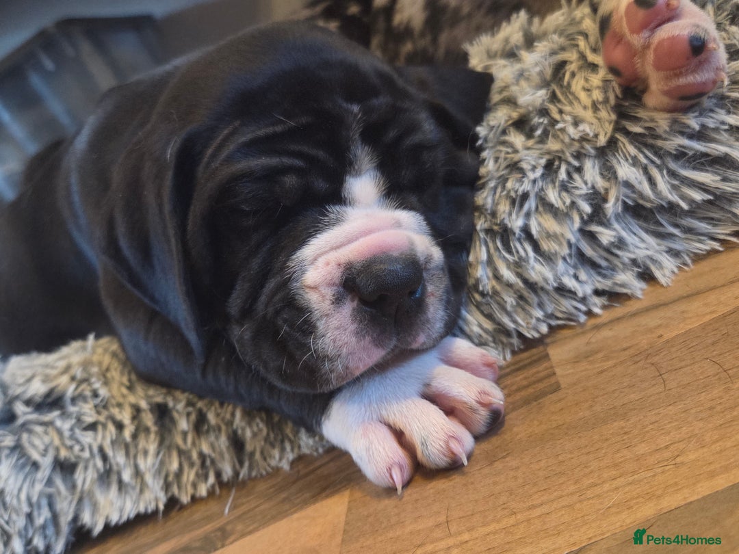 Cane Corso dogs for stud: Stud  - Advert 10