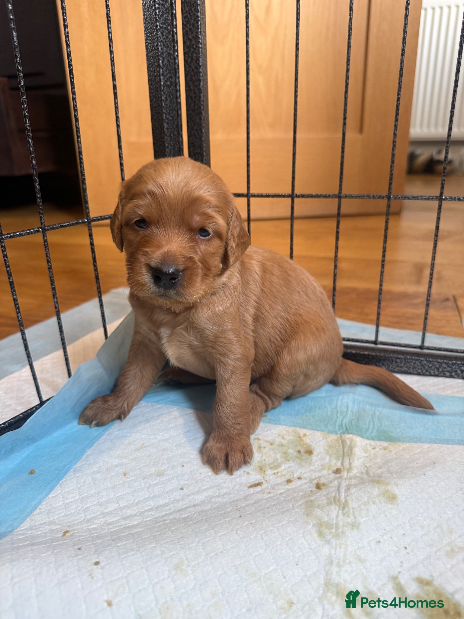 Cockapoo dogs Beautiful Ginger F2 Cockapoo Puppies - Advert 2
