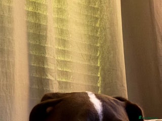 Mixed Breed dogs Rehoming - Advert 9