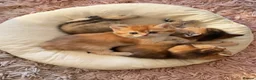 Scottish Fold cats for sale:  Golden Chinchilla Scottish ready leave 28/05 - Advert 16