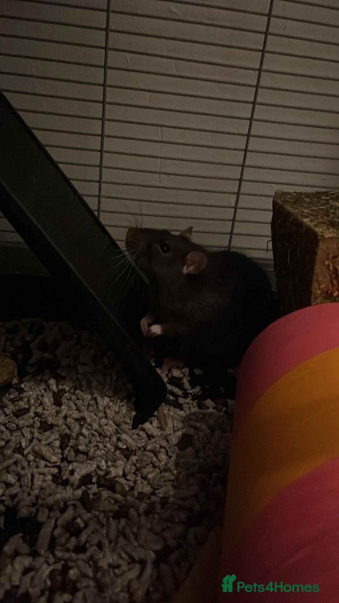 Rat rodents for sale: 2 male rats  in Worcester - Advert 4