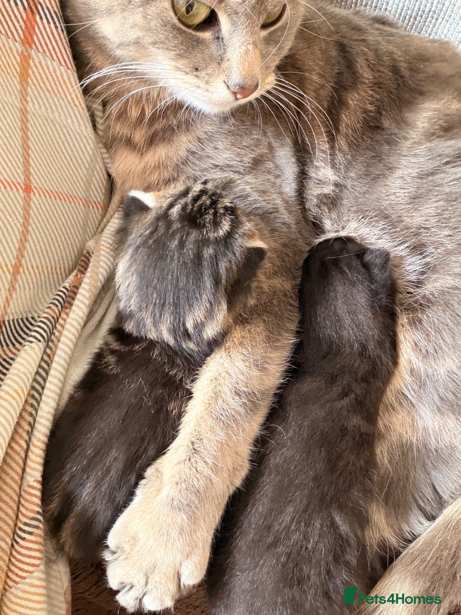 Mixed Breed cats 8 week old Mixed breed Kittens - Advert 2
