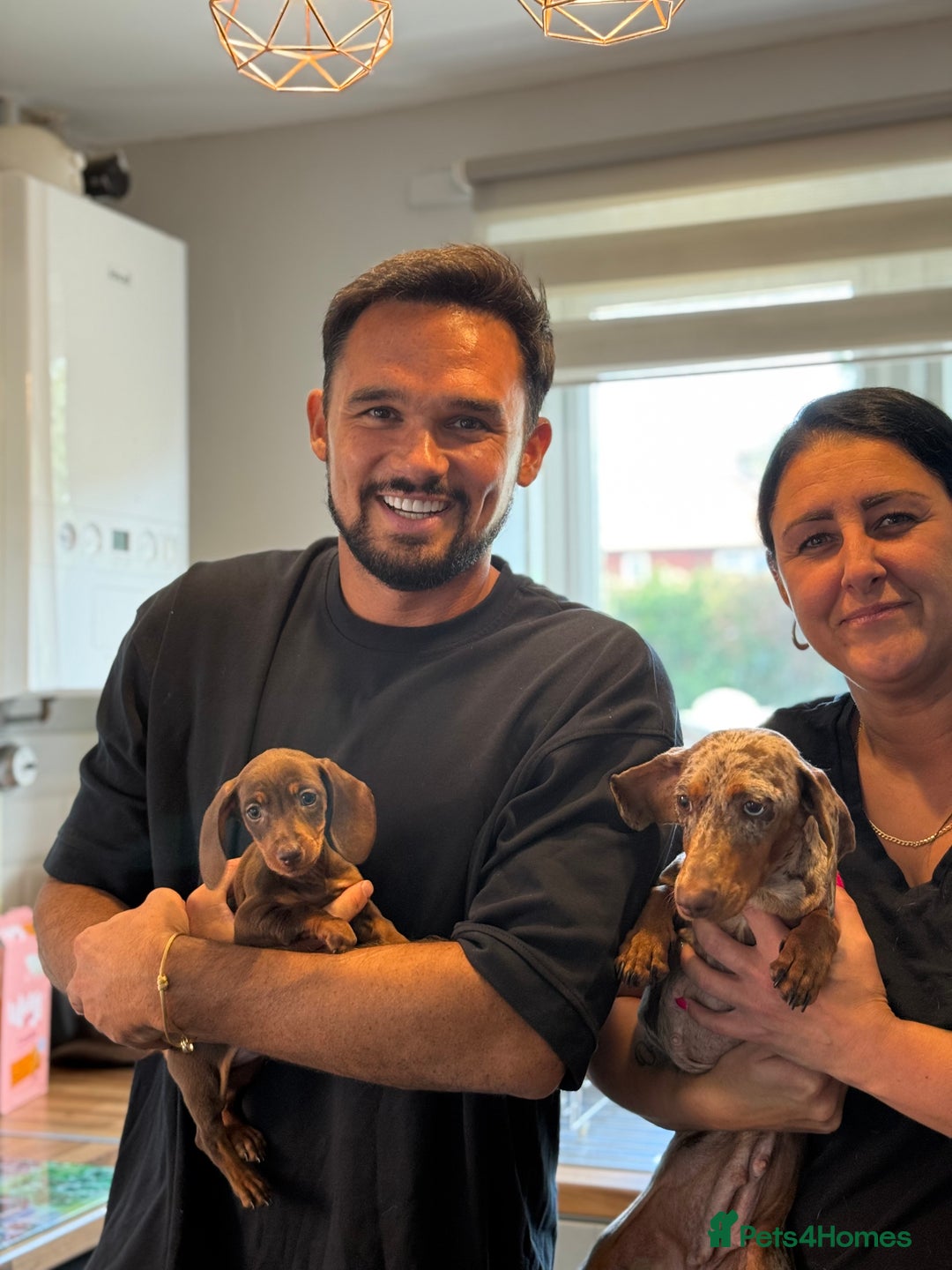 Miniature Dachshund dogs for sale: ❤️🐶 Miniature dachshund puppies 🐶❤️ READY NOW!! - Image 4