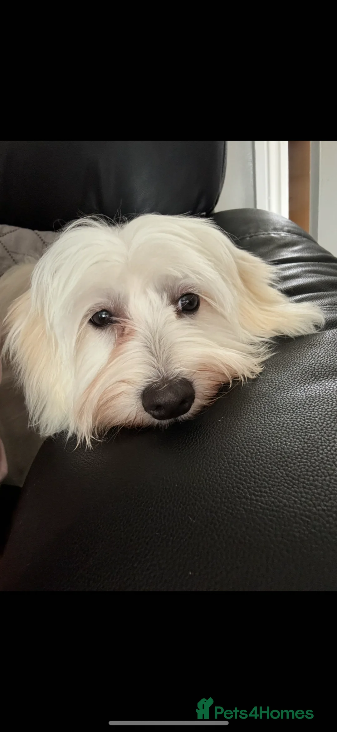 Maltipoo dogs for sale: Maltipoos - Advert 2