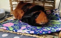 Guinea Pig rodents for sale: Two female guinea pigs - Image 2