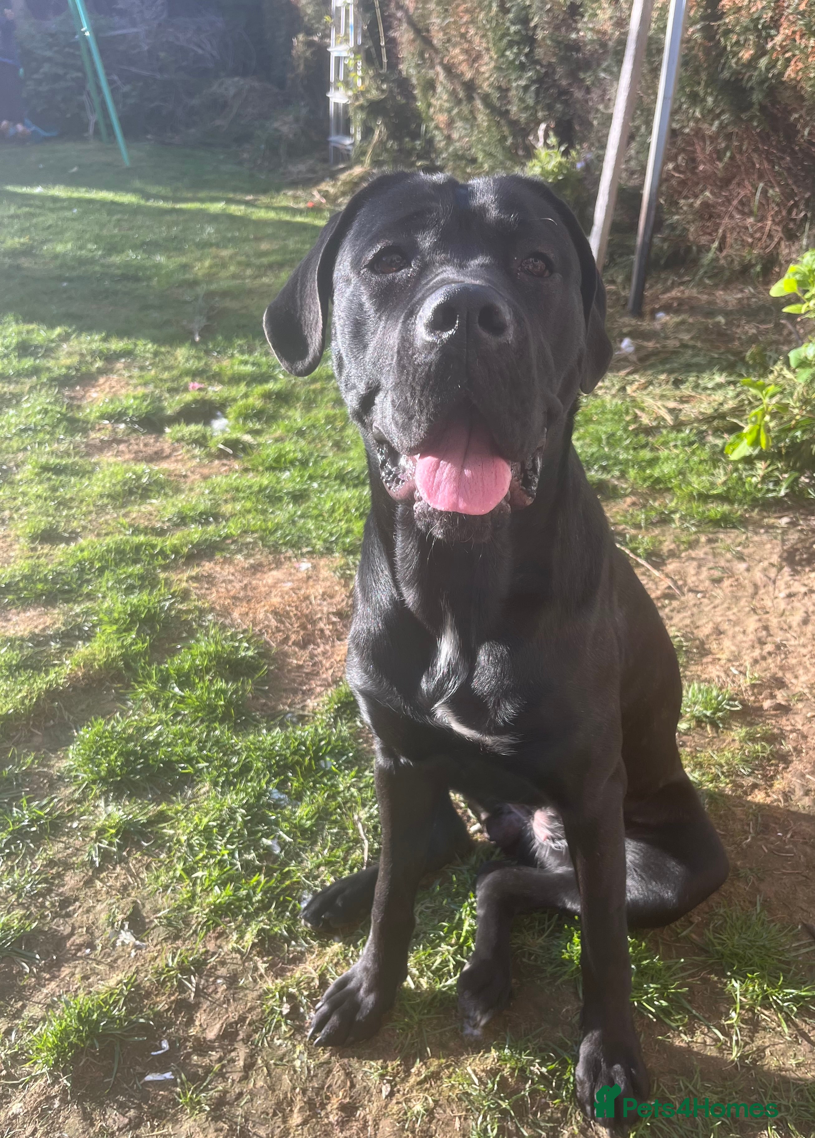Cane Corso dogs Female cane corso for rehoming  - Advert 7
