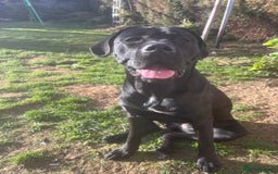 Cane Corso dogs for sale: Female cane corso for rehoming  - Image 1