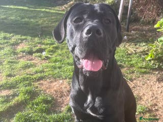 Cane Corso dogs Female cane corso for rehoming - Advert 14