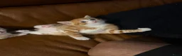 Mixed Breed cats for sale: Adorable kittens for sale in Newport - Advert 5
