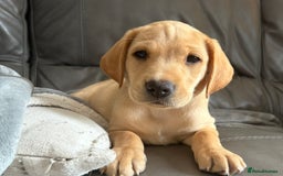 Labrador Retriever dogs for sale: Kc Red/yellow*READY NOW*Labrador Puppies  in Bacup - Image 1