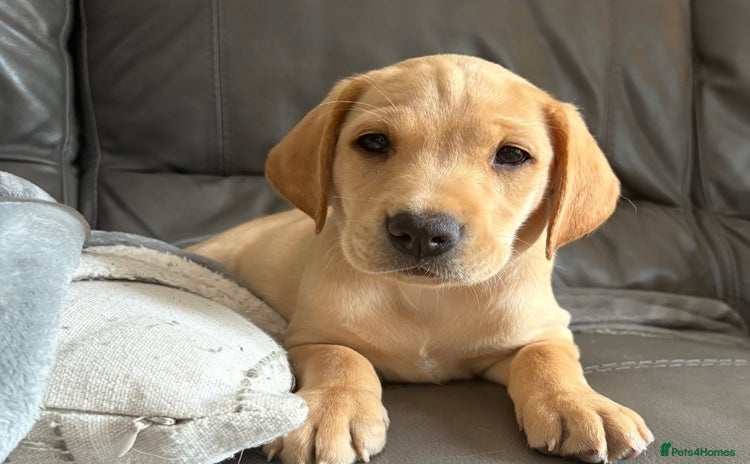 Labrador Retriever dogs in Bacup - Advert 5