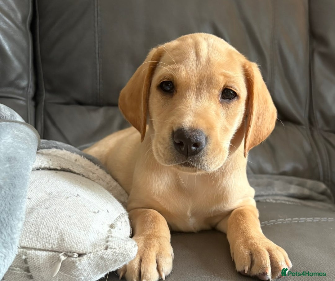 Labrador Retriever dogs for sale: Kc Red/yellow*READY NOW*Labrador Puppies  in Bacup - Image 1
