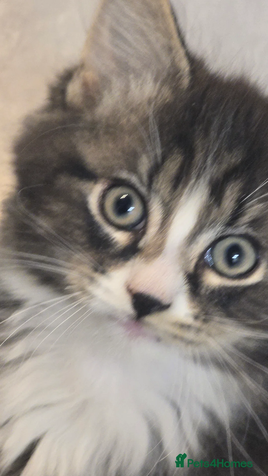 Mixed Breed cats for sale: Fluffy and Beautiful Kittens Seeking Forever Homes - Advert 3