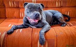 Staffordshire Bull Terrier dogs for sale: Staffordshire bull terrier  - Image 5
