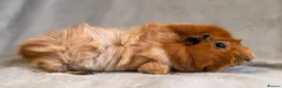 Guinea Pig rodents for sale: ✨ Retired Show Abyssinian Boars ✨ - Advert 4