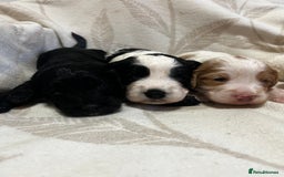 Cockapoo dogs for sale: Beautiful F1 Cockapoos For Sale  - Image 6