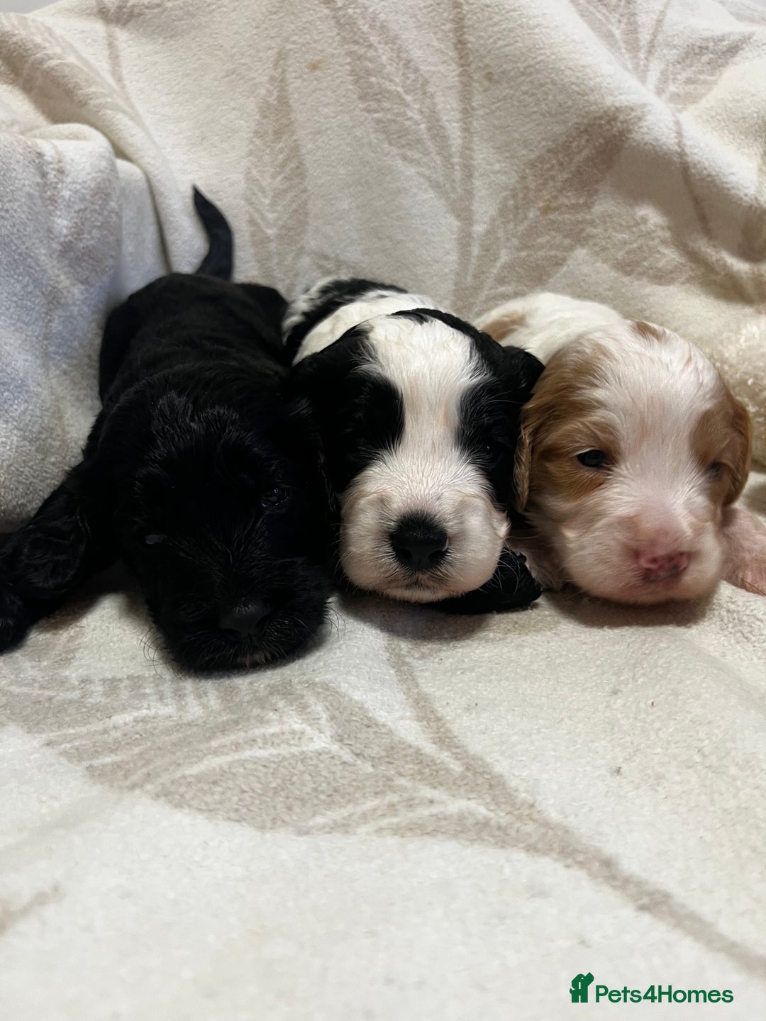 Cockapoo dogs for sale: Beautiful F1 Cockapoos For Sale  - Image 6