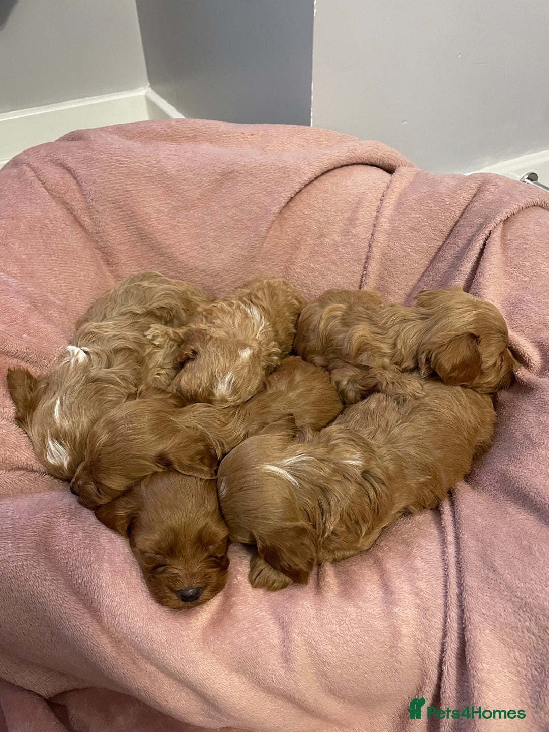 Cavapoo dogs for sale: Beautiful Ruby Cavapoos  - Advert 1