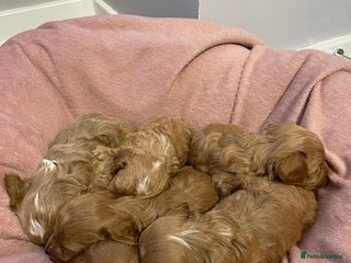 Cavapoo dogs Beautiful Ruby Cavapoos - Advert 3