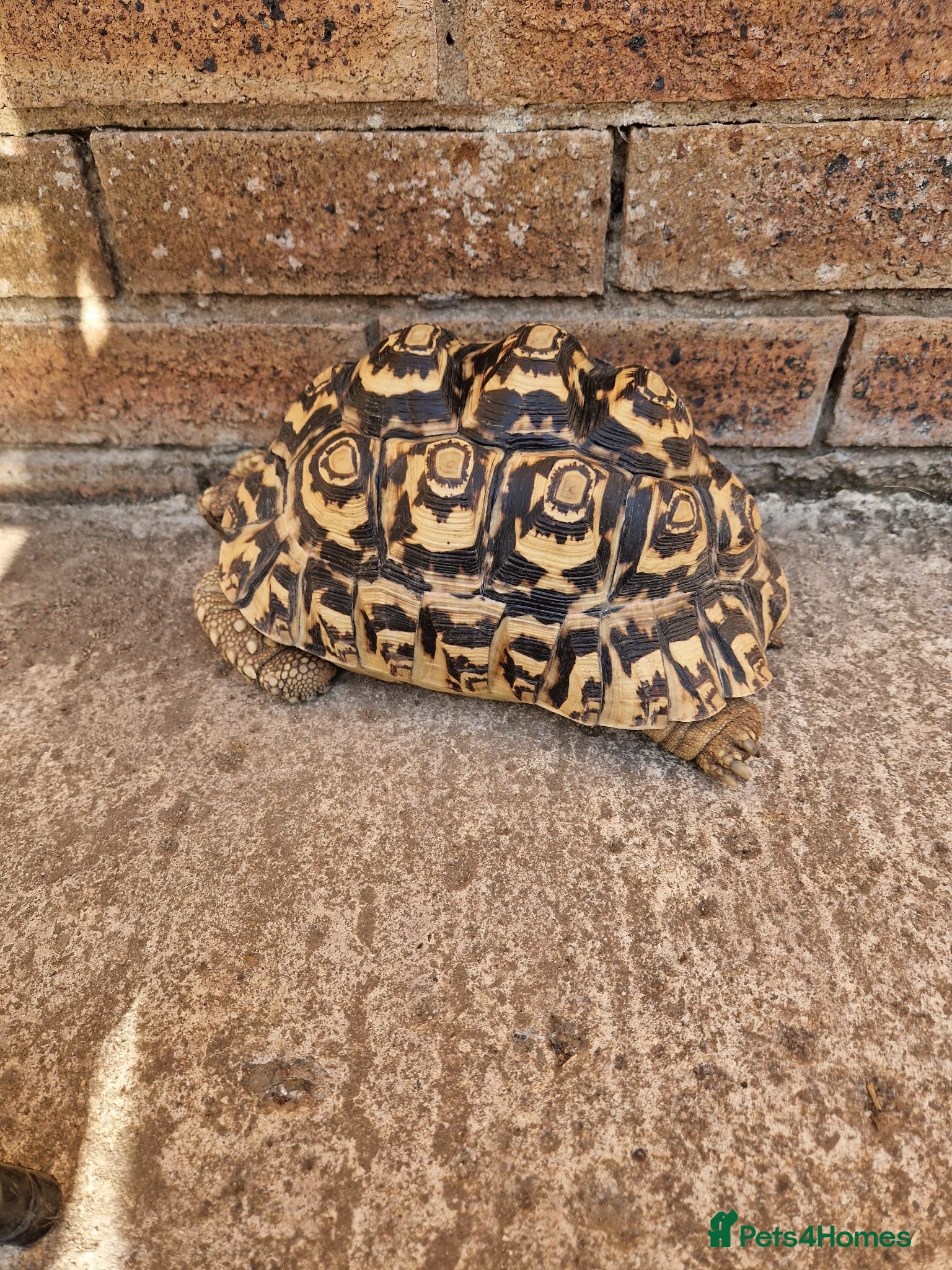 Tortoise reptiles Cb 2019 leopard tortoise - Advert 1