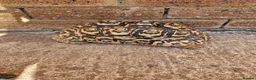 Tortoise reptiles for sale: Cb 2019 leopard tortoise - Advert 1