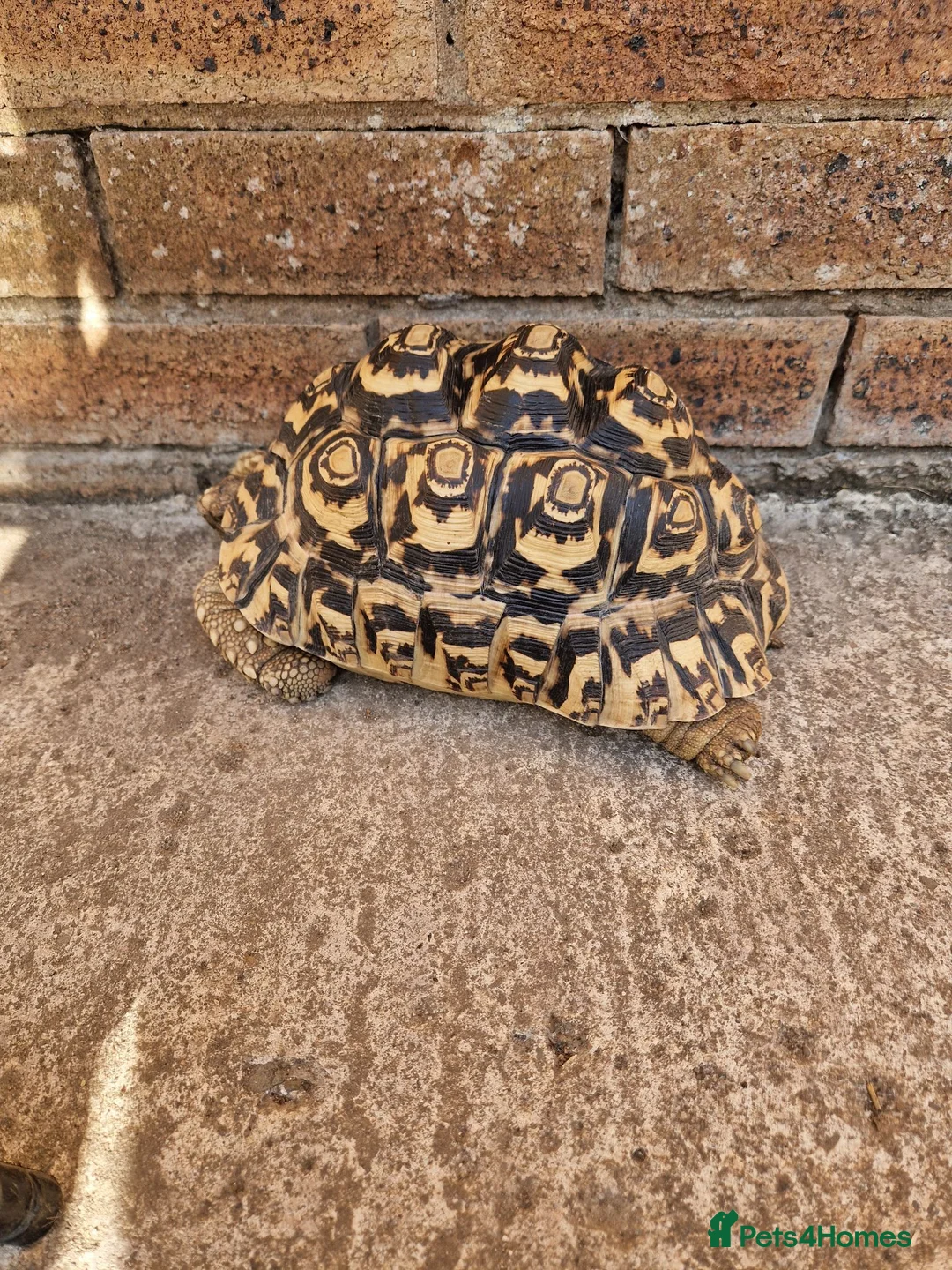 Tortoise reptiles for sale: Cb 2019 leopard tortoise - Advert 1