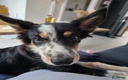 Border Collie dogs for sale: 6 months - beautiful border collie. - Image 4