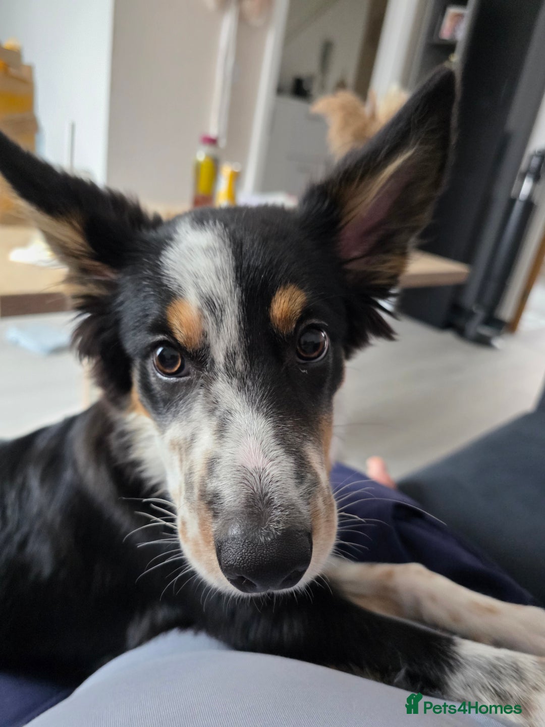 Border Collie dogs for sale: 6 months - beautiful border collie. - Image 4