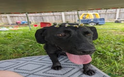 Labrador Retriever dogs for sale: Black/red Labrador pups - Image 15