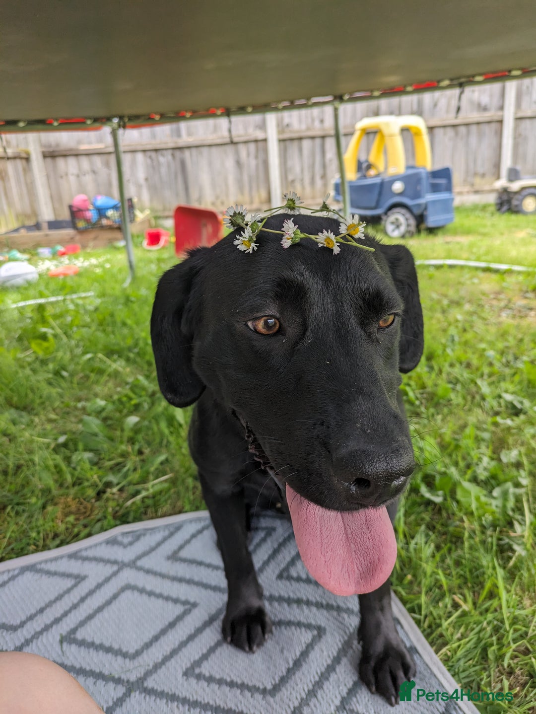 Labrador Retriever dogs for sale: Black/red Labrador pups - Image 15