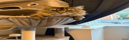 Mixed Breed cats for sale: Long haired female tabby - Advert 5
