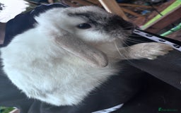 French Lop rabbits for sale: Rabbits to be sold together  - Image 2