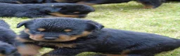 Rottweiler dogs for sale: Rottweiler puppies full German bloodline  in Newton-le-Willows - Advert 11