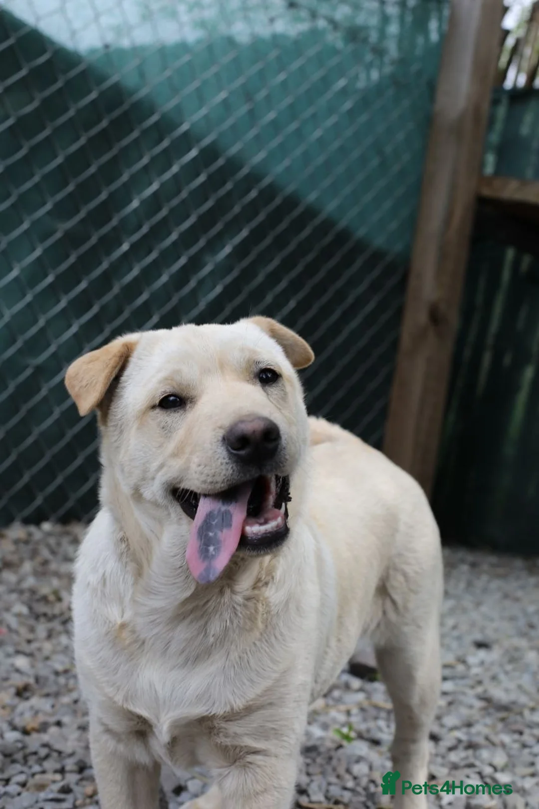 Mixed Breed dogs for adoption: ❤️🐶 LAIMA – TOO SMART AND WELL BALANCED in Burton-on-Trent - Advert 2