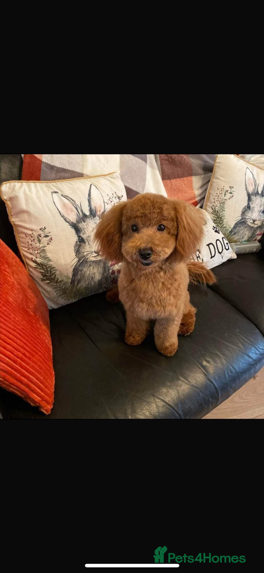 Yorkiepoo dogs for sale: 5 beautiful yorkiepoo baby’s  - Image 11