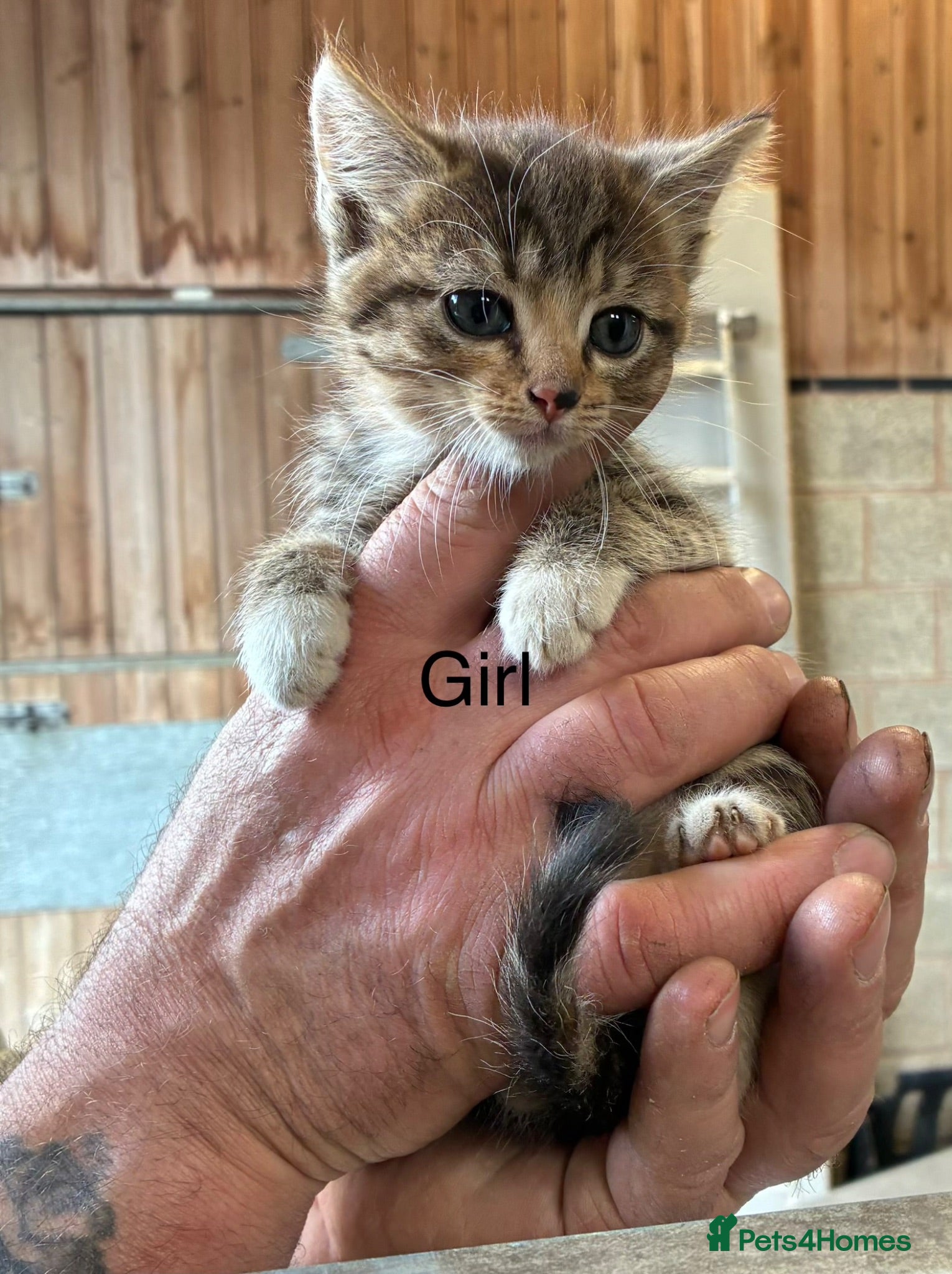Mixed Breed cats Farm bred kittens available - Advert 4