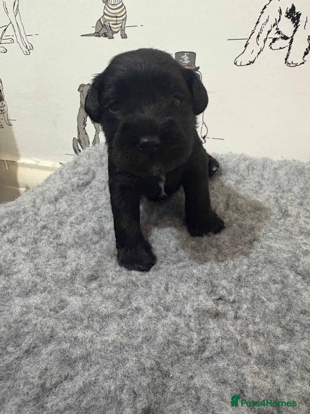 Miniature Schnauzer dogs for sale: KC Registered Miniature Schnauzer Puppies  - Advert 10