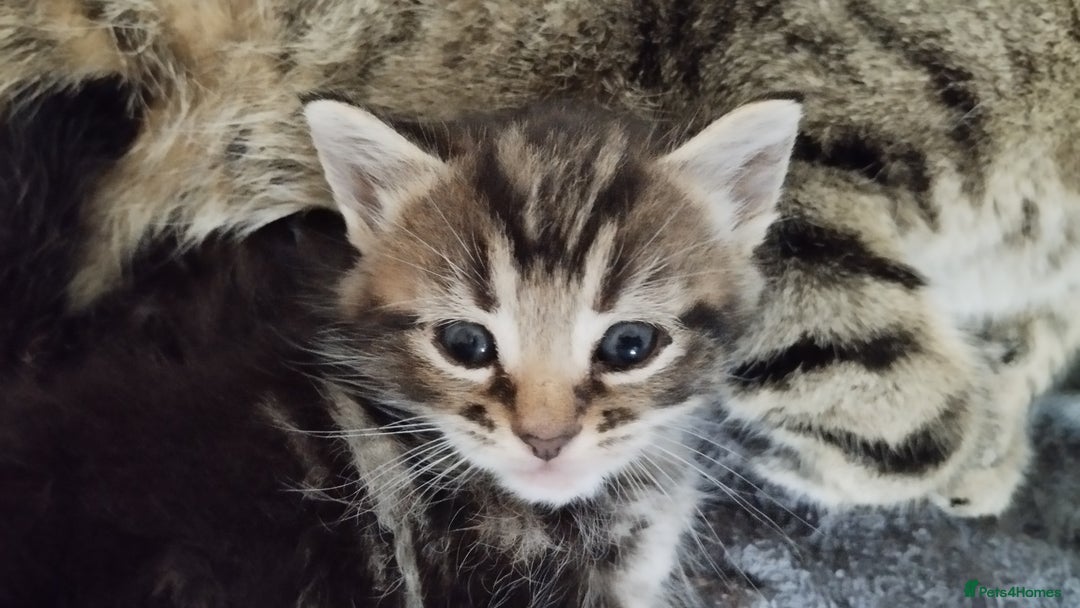 Mixed Breed cats for sale: Female tabby kitten - Image 6