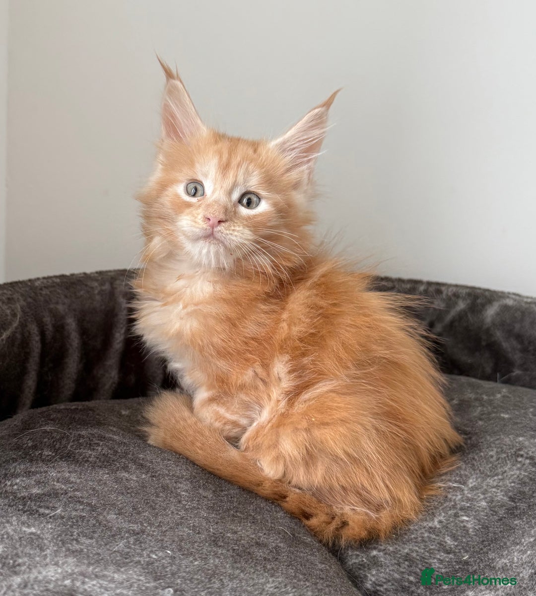 Maine Coon cats for sale: Last boy left💙 Photo update . - Image 7