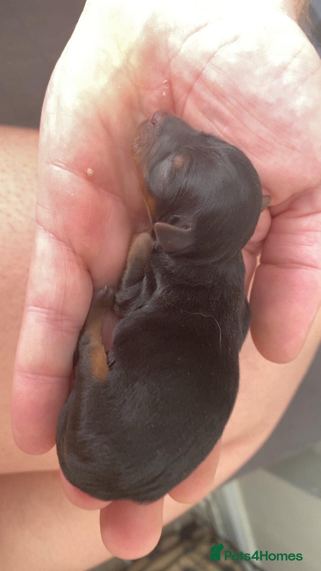 Yorkshire Terrier dogs for sale: 4 beautiful Yorkshire terrier pups  - Image 10