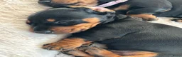 Dachshund dogs for sale: Dachshunds Thelma, Tommy and Tink  - Advert 8