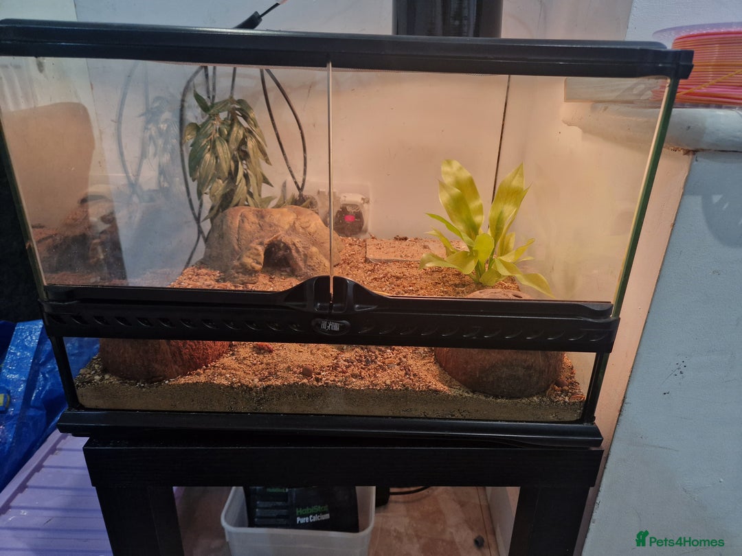 Leopard Gecko reptiles for sale: Stunning Male Albino Leapord Gecko and full set up - Image 3