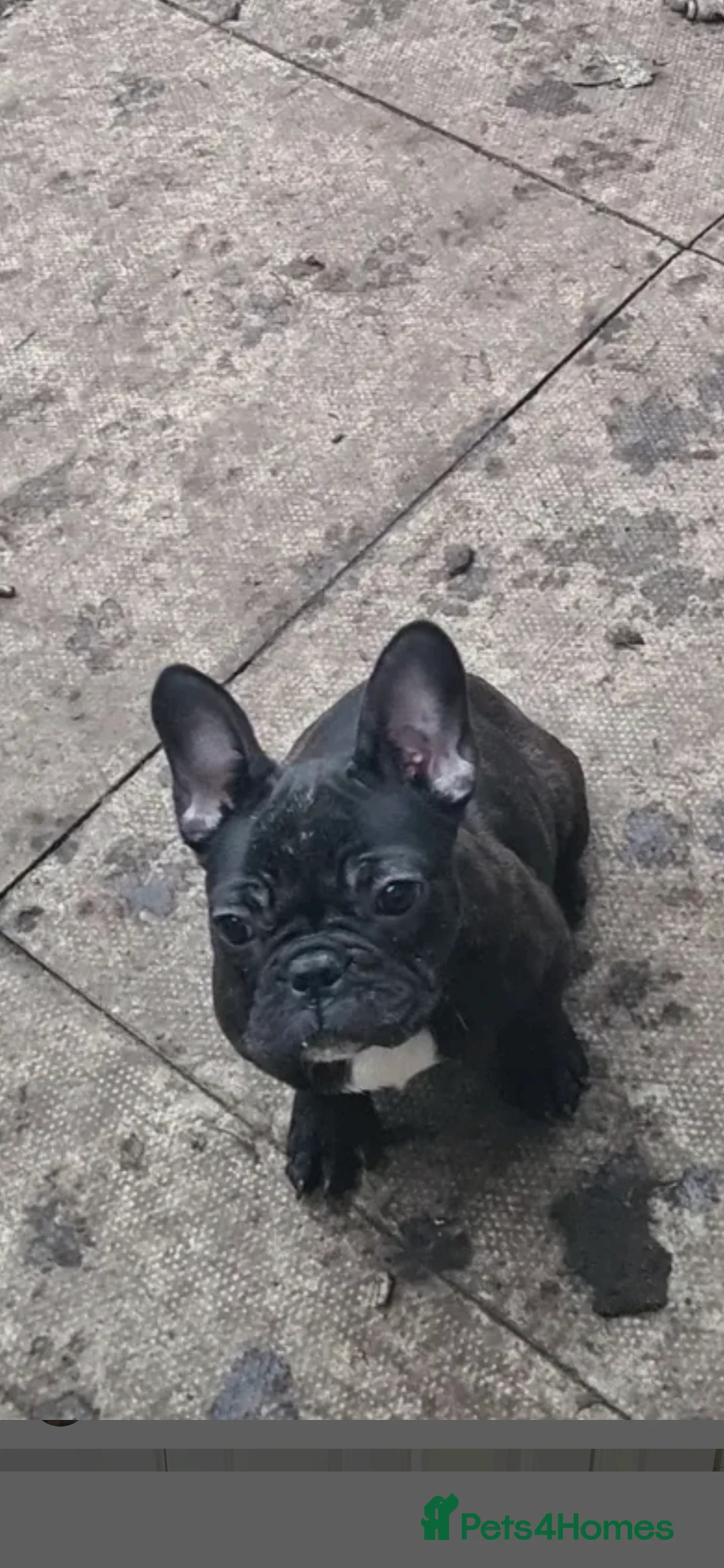 French Bulldog dogs for sale: Male and female french bulldogs - Advert 3