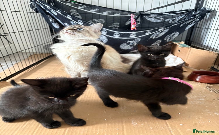 Ragdoll cats - Advert 4