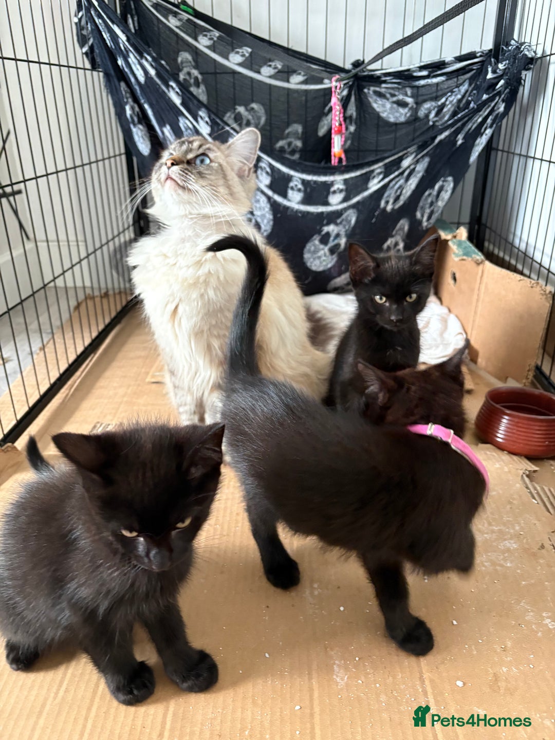 Ragdoll+Maine coon for sale in Nottingham Pets4Homes