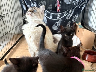 Ragdoll cats - Advert 35