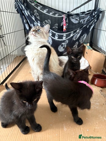 Ragdoll cats - Advert 4