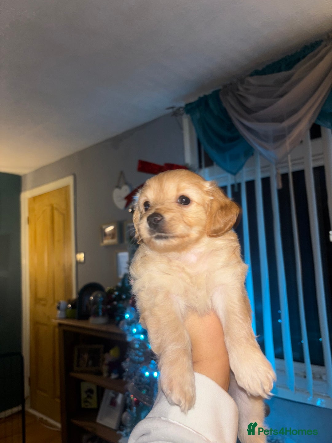 Mixed Breed dogs for sale: Cockapoochon puppies - Advert 12